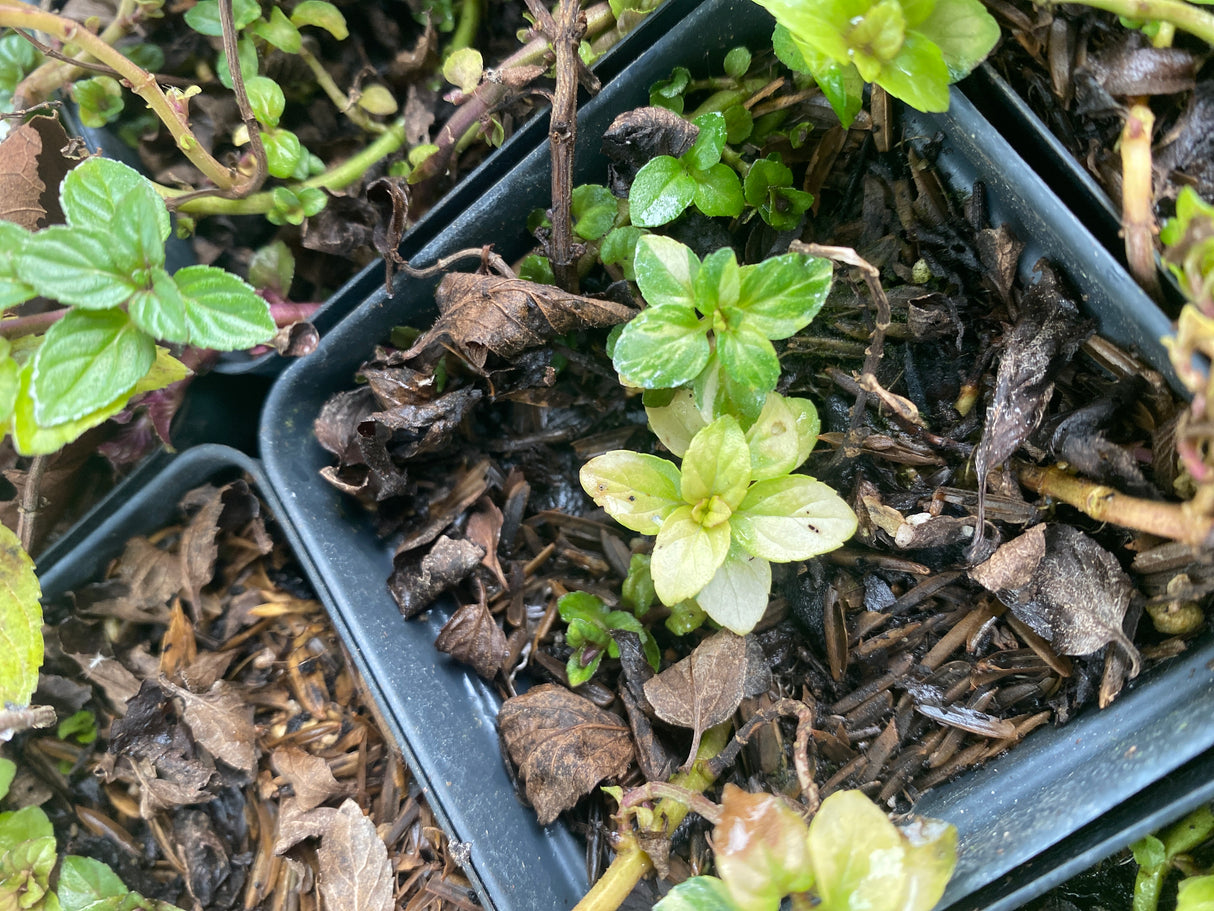 Mint, Peppermint Variegated