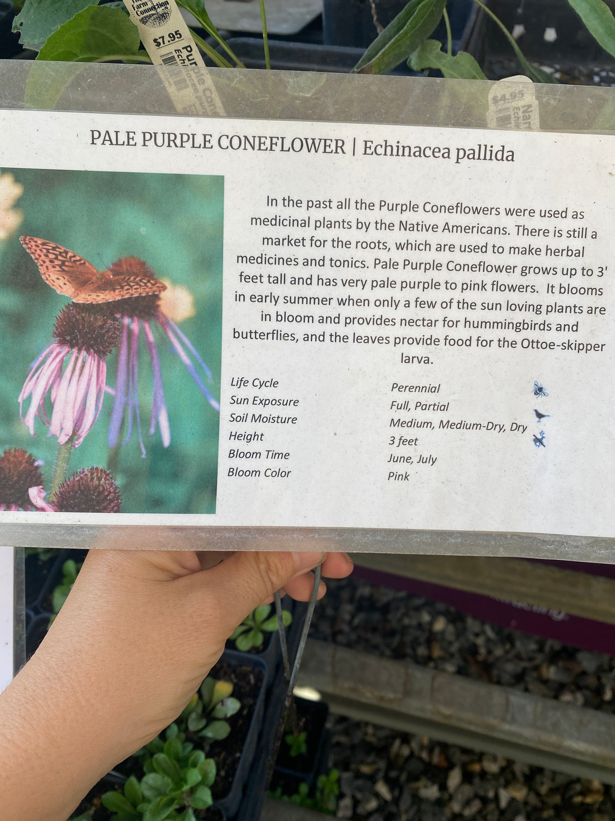 Pale Purple Coneflower