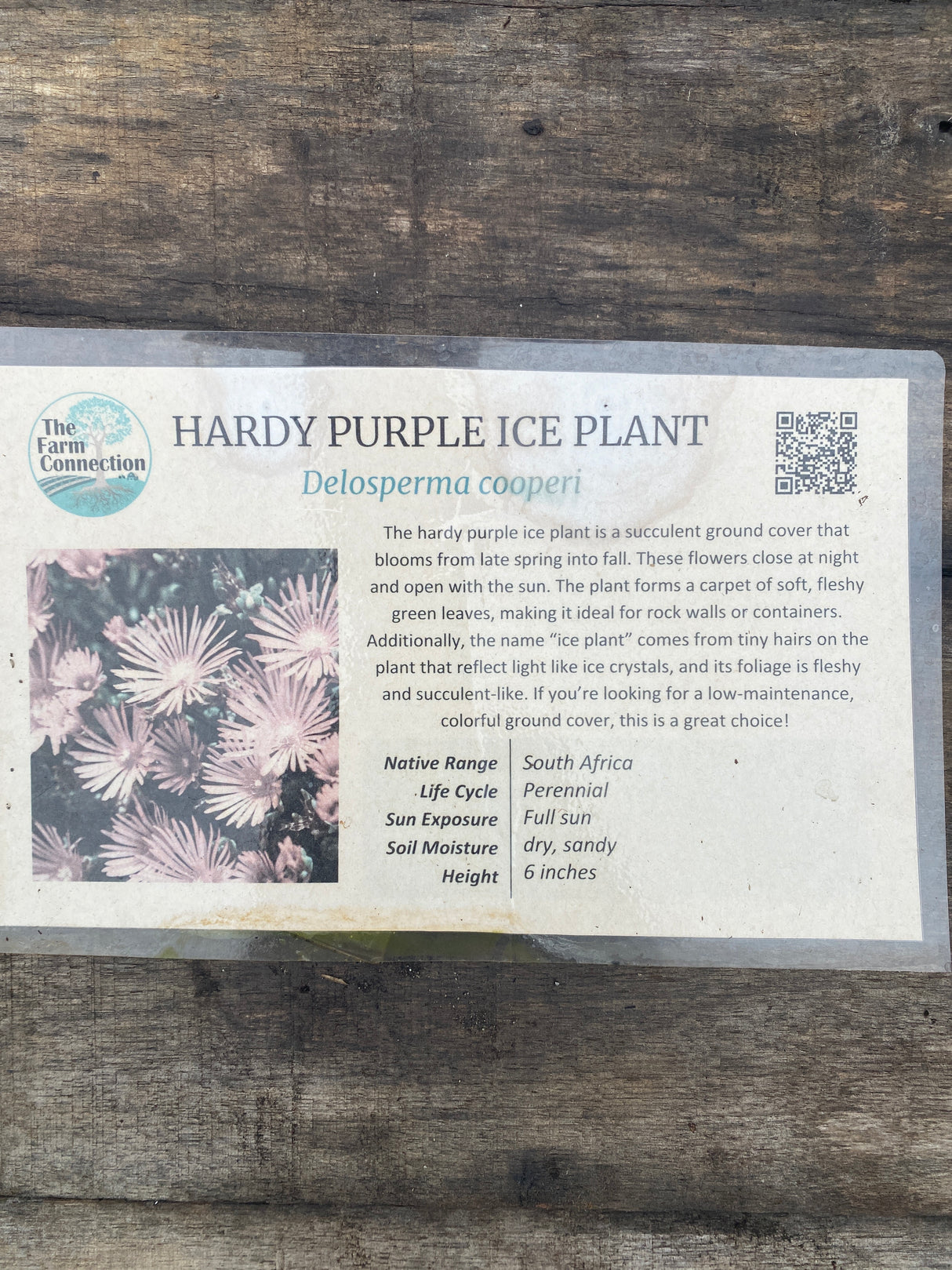 Hardy Purple Ice Plant