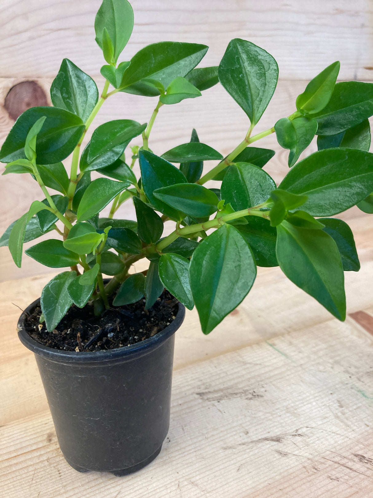 Peperomia, Trinervula