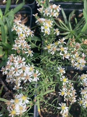 'Snow Flurry' Aster