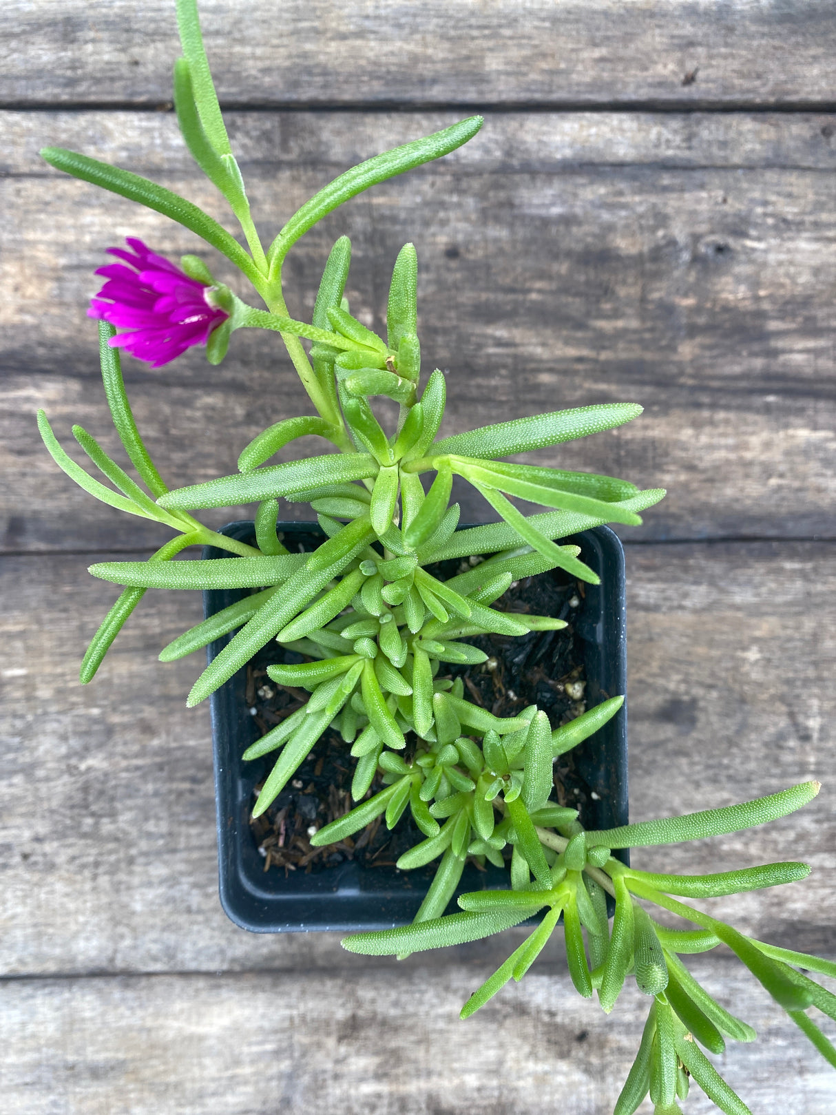 Hardy Purple Ice Plant