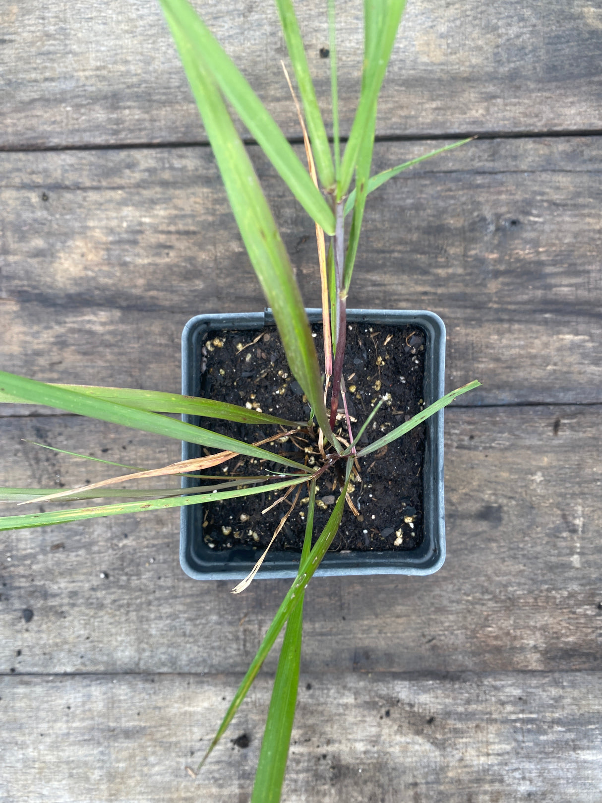 Bottlebrush Grass