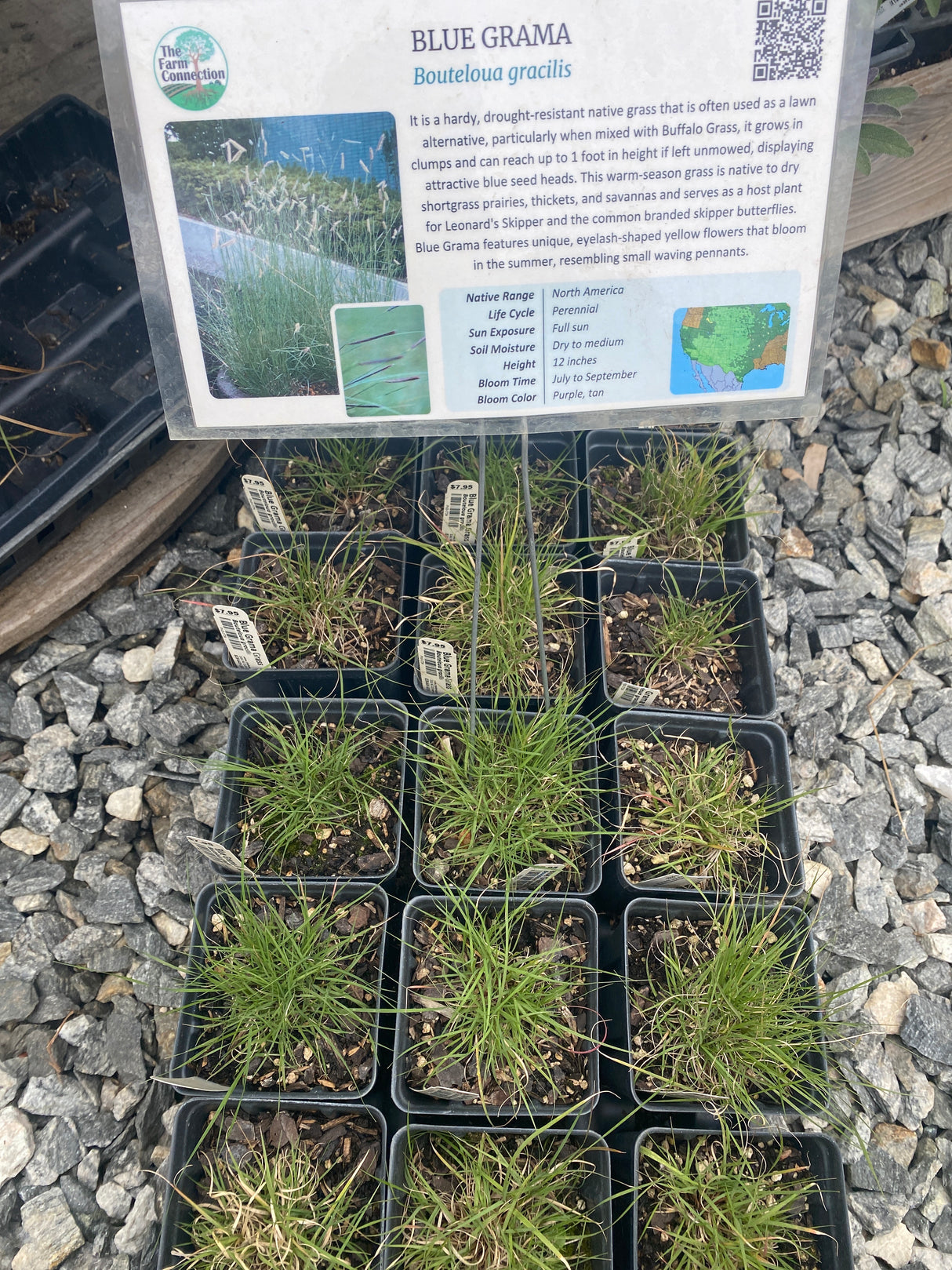 Grama Grass, Blue