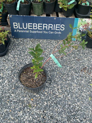 Blueberry, Patriot