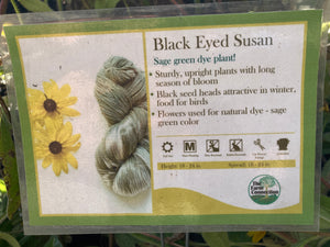 Black Eyed Susan Rudbeckia