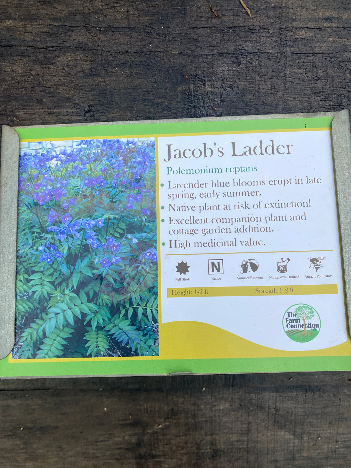 Jacob's Ladder