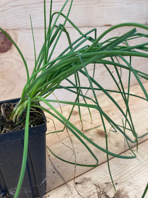 Chives