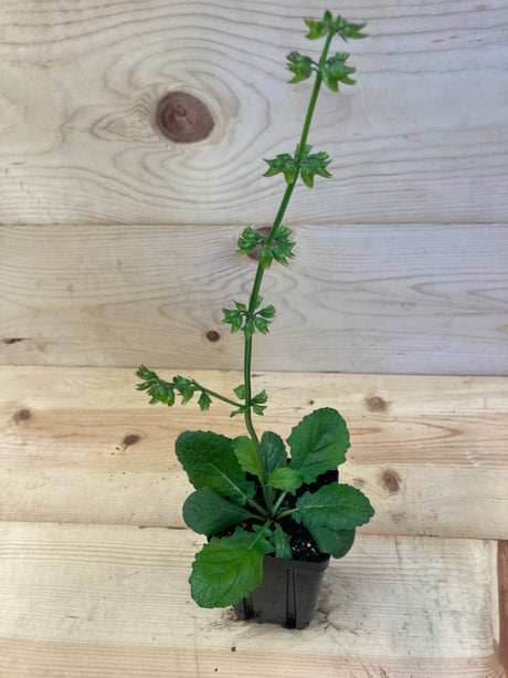 Sage, Lyre-leaf