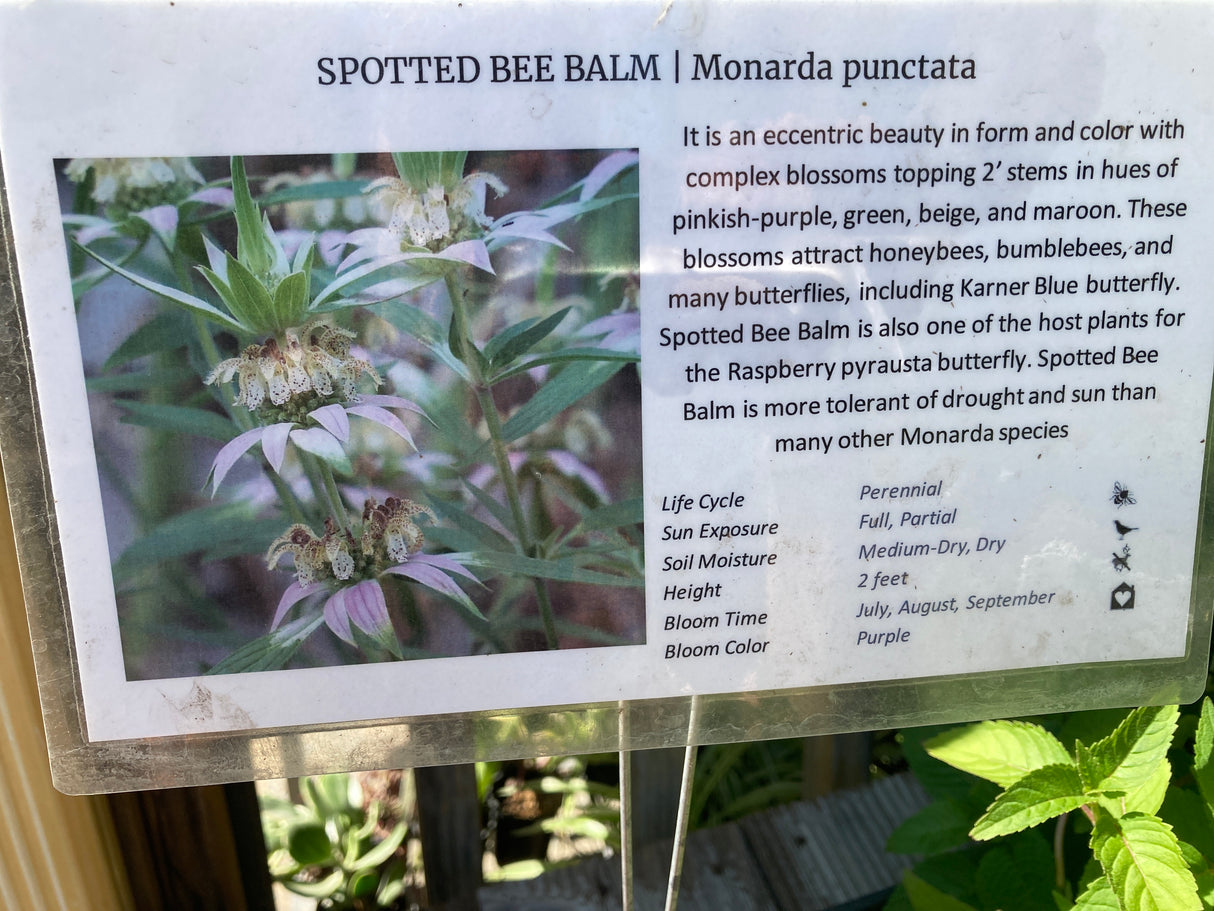 Spotted Bee Balm