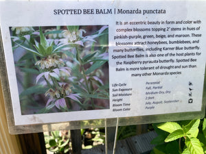 Spotted Bee Balm