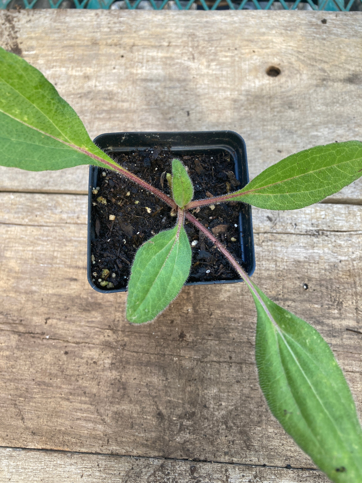 Marmalade Rudbeckia