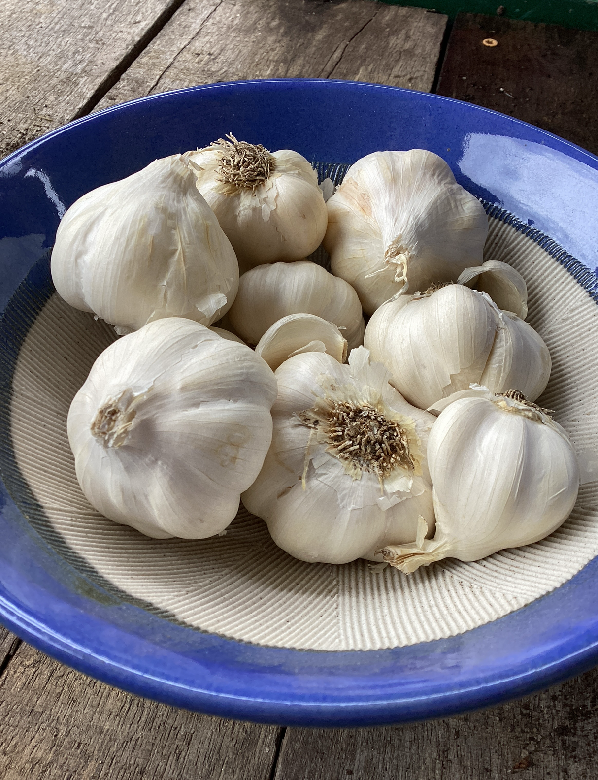 Nootka Rose, Softneck, Seed Garlic