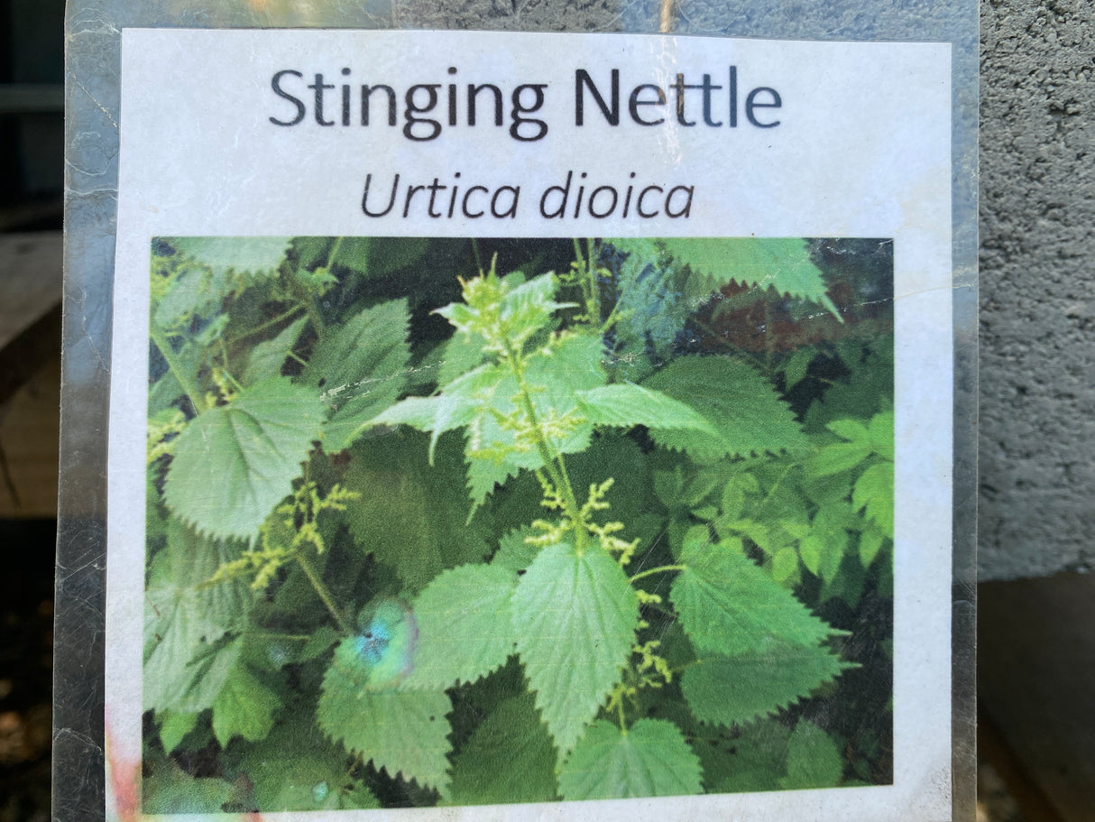 Stinging Nettles