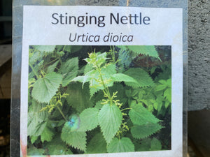 Stinging Nettles