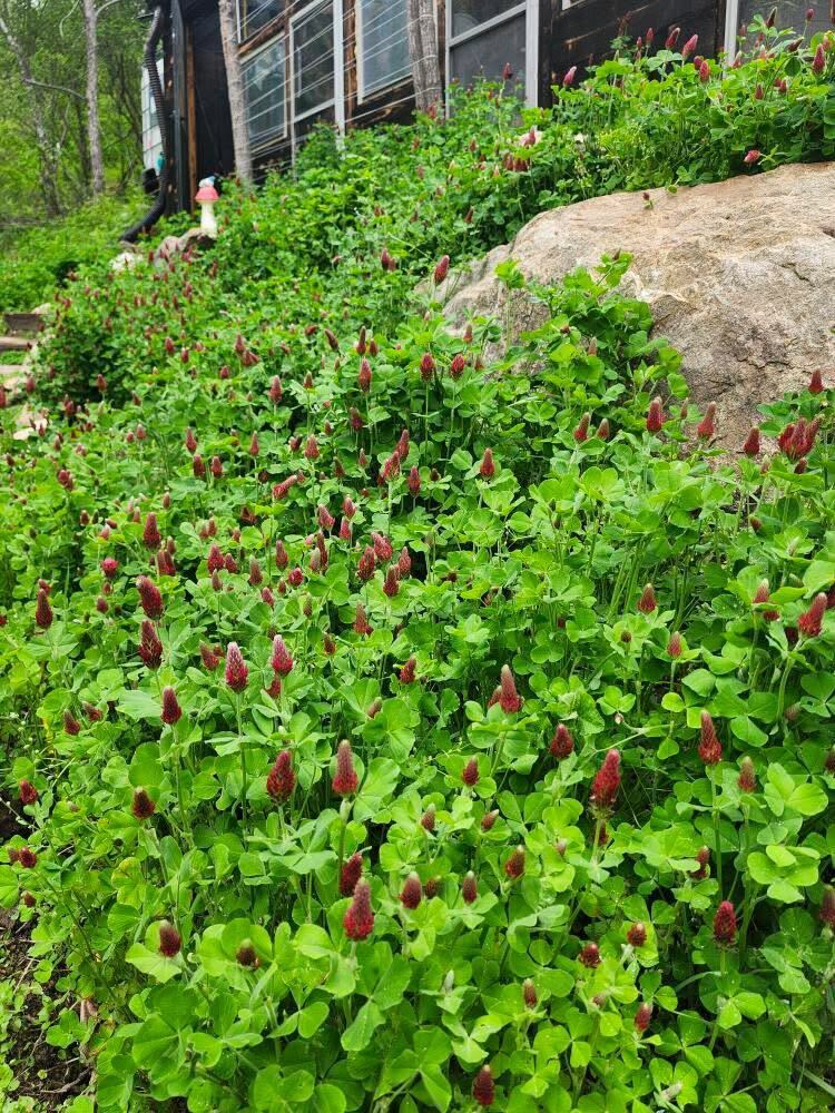 Crimson Clover