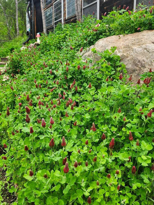 Crimson Clover