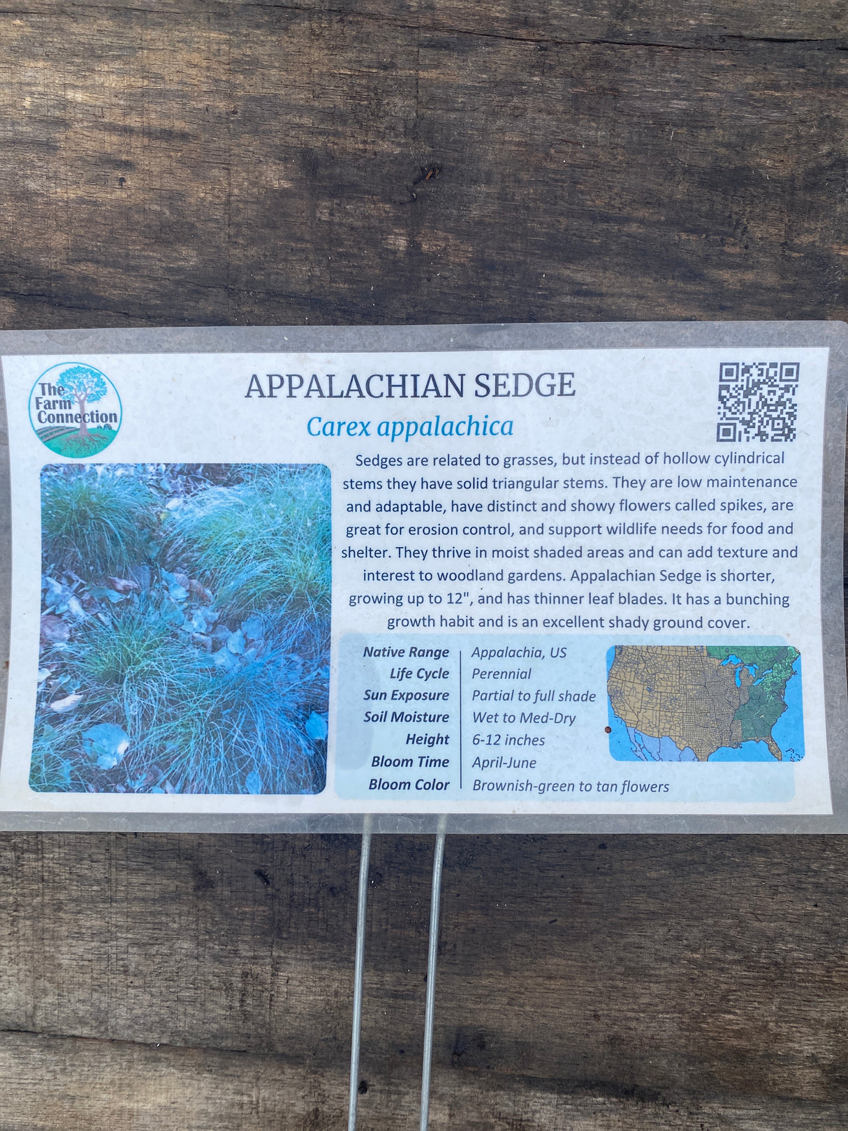 Sedge, Appalachian