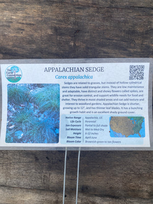 Sedge, Appalachian