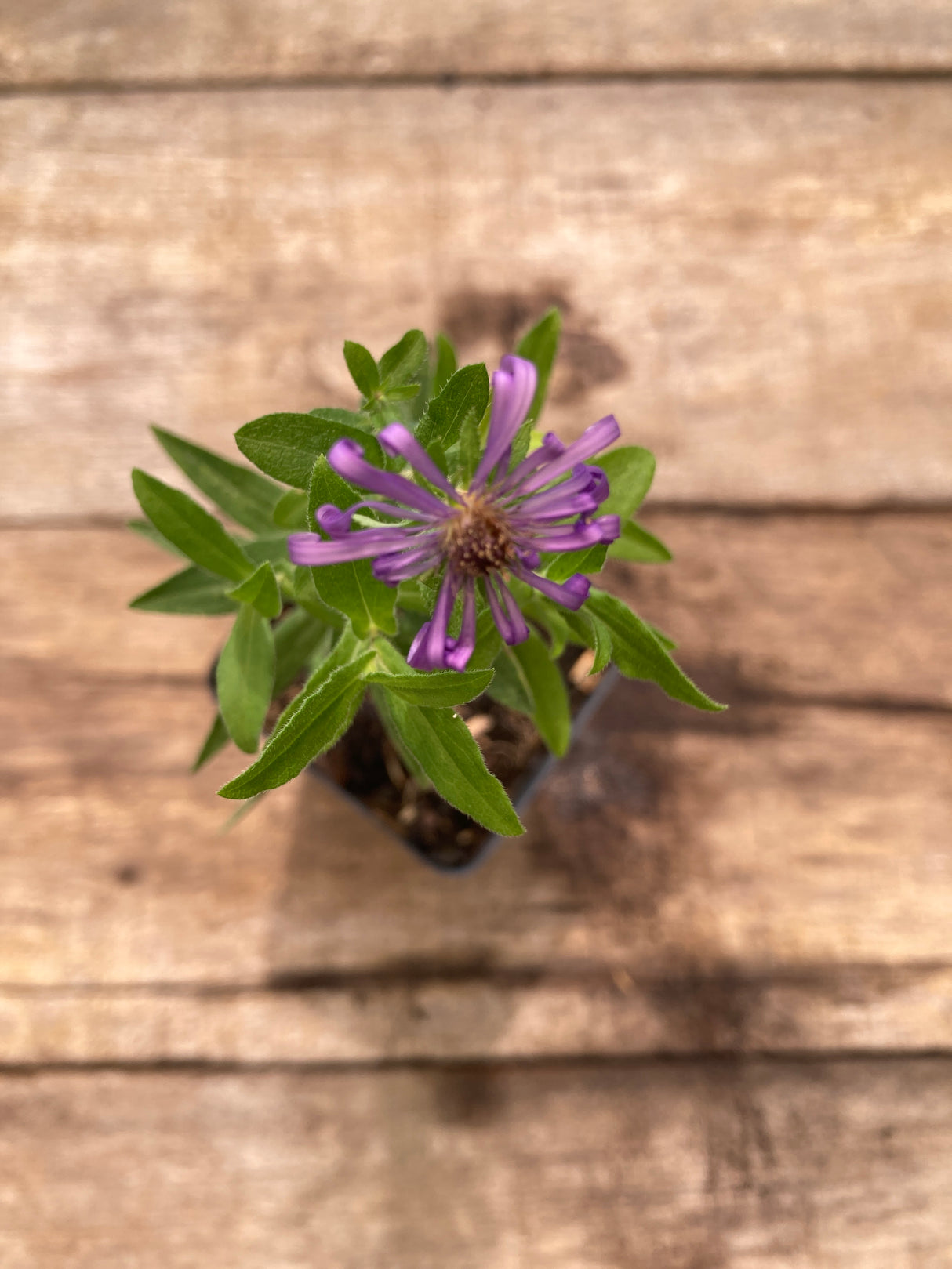 New England Aster