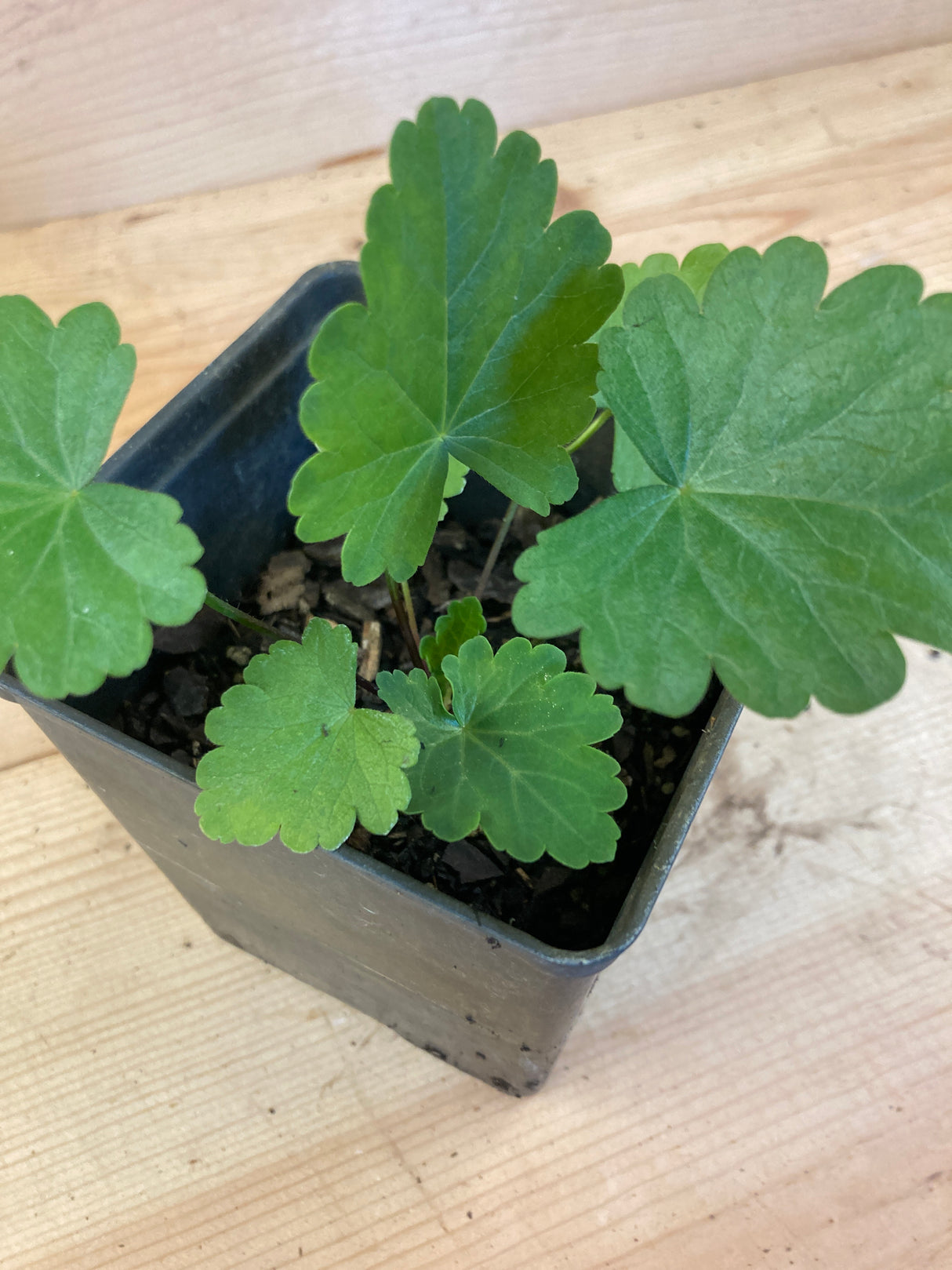 Bush's Poppy Mallow