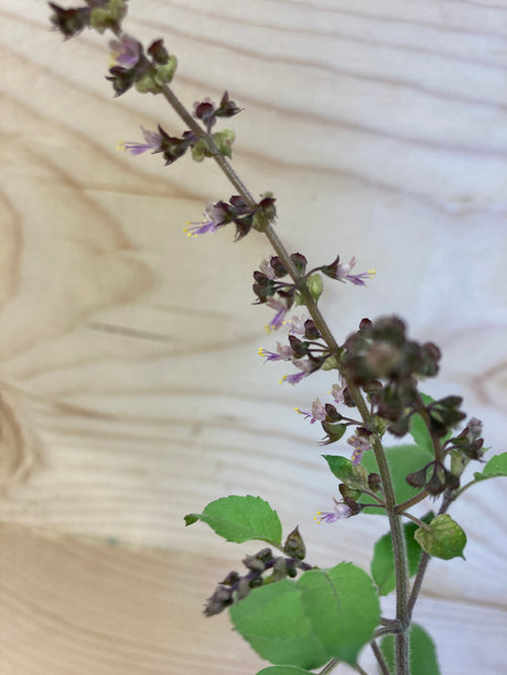 Tulsi, Amrita