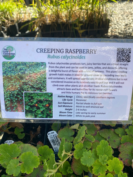 Creeping Raspberry