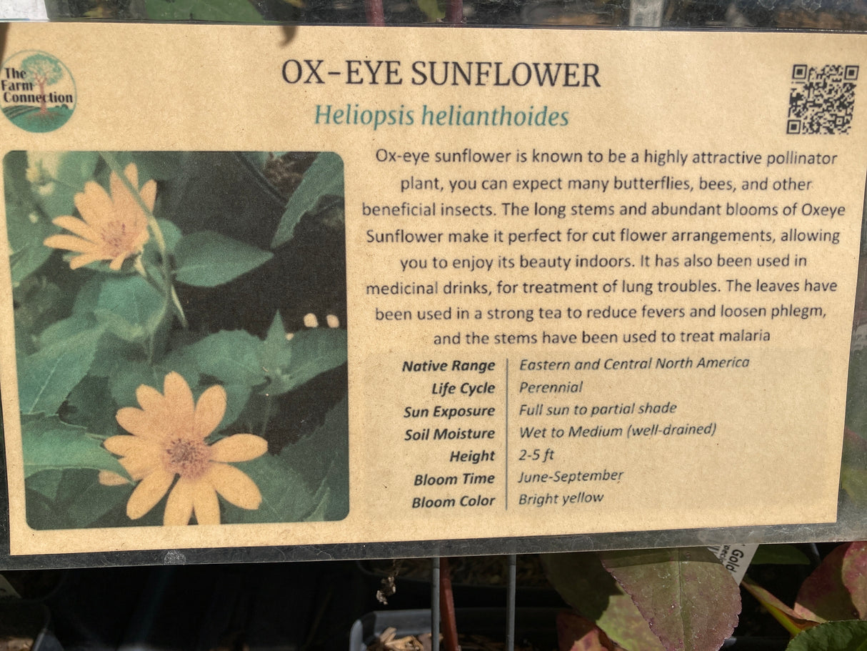 Sunflower, Oxeye