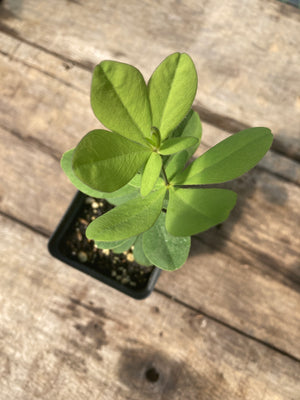 Cream Wild Indigo