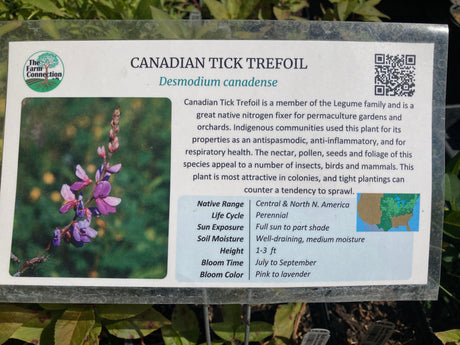 Showy Tick Trefoil