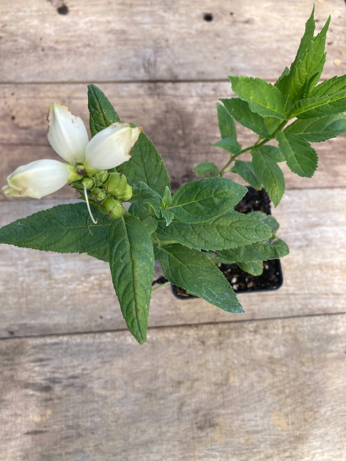 White Turtlehead