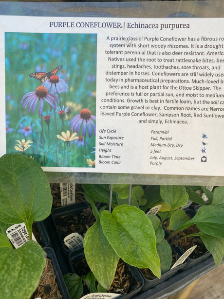 Purple Coneflower