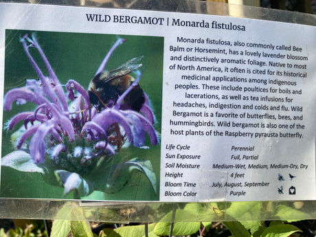 Wild Bergamot