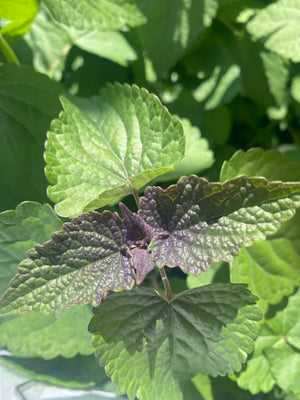 Anise Hyssop