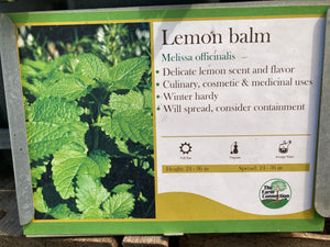 Lemon Balm