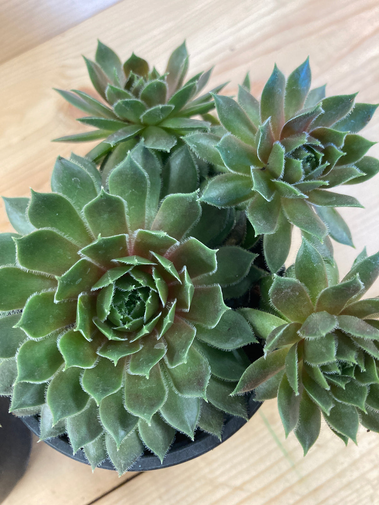 Hen and Chicks, Kalinda
