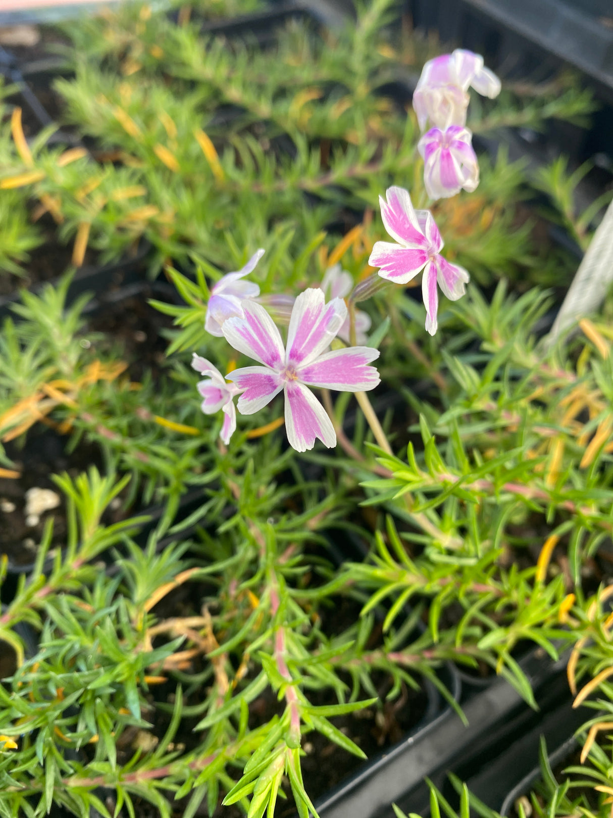 Phlox, Candy Stripe