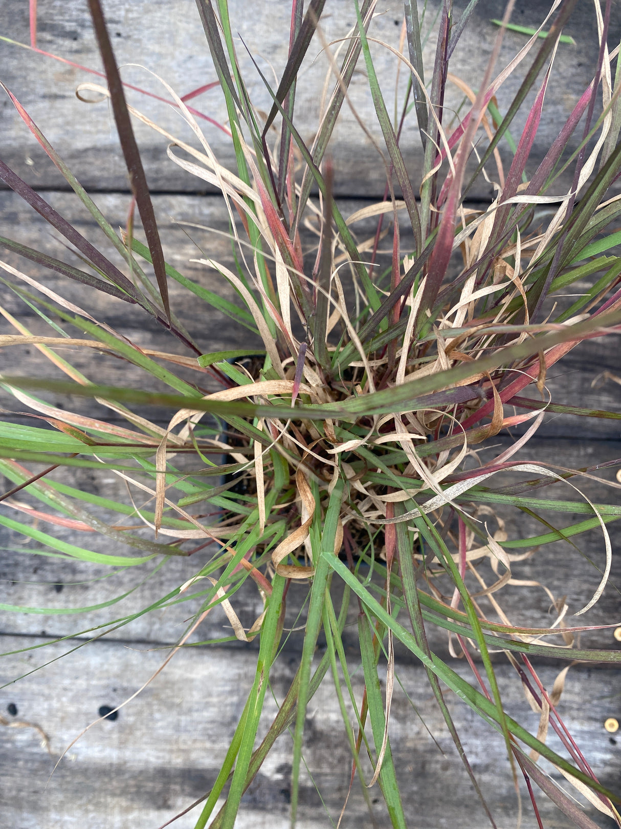 Sideoats Grama Grass