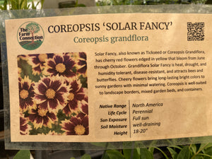 Coreopsis, 'Solar Fancy'