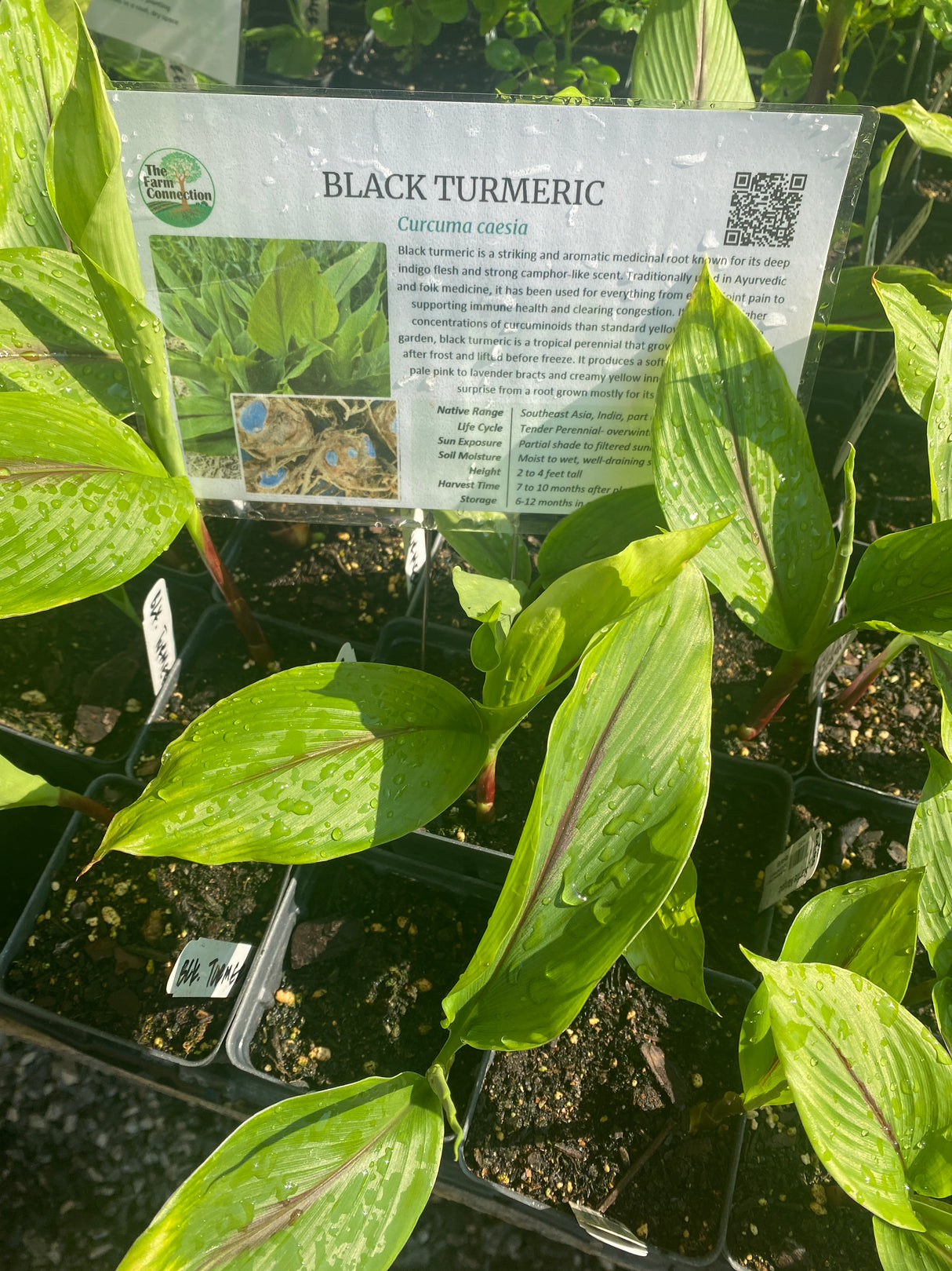 Turmeric, Black
