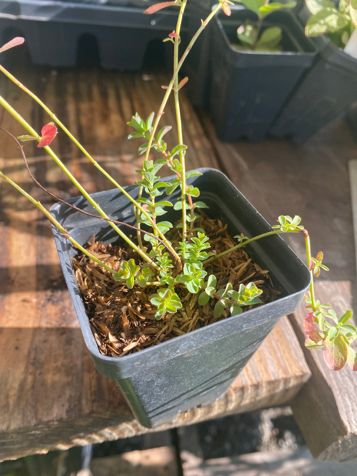 Common St. John's Wort