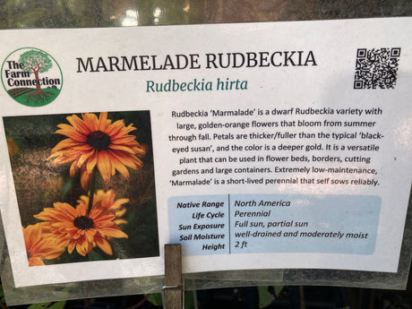 Marmalade Rudbeckia