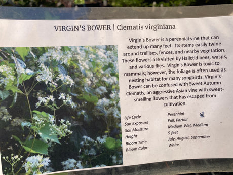 Clematis, Virginia's Bower