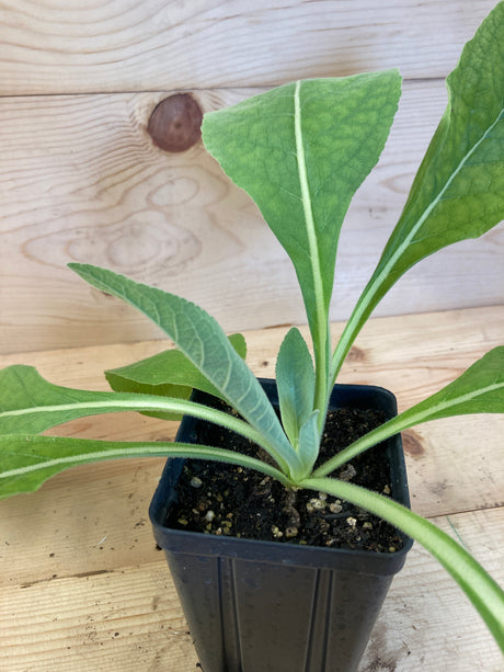 Mullein, Greek