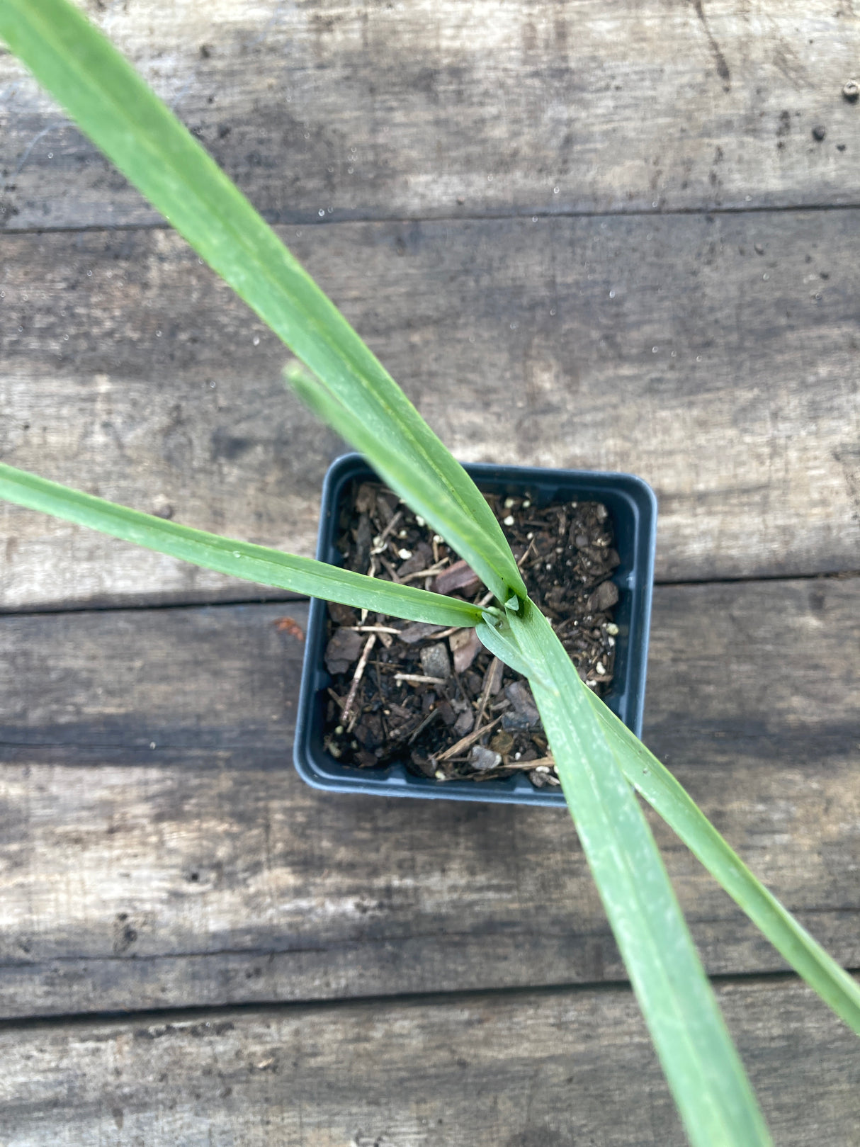 Allium, Ostrowskianum