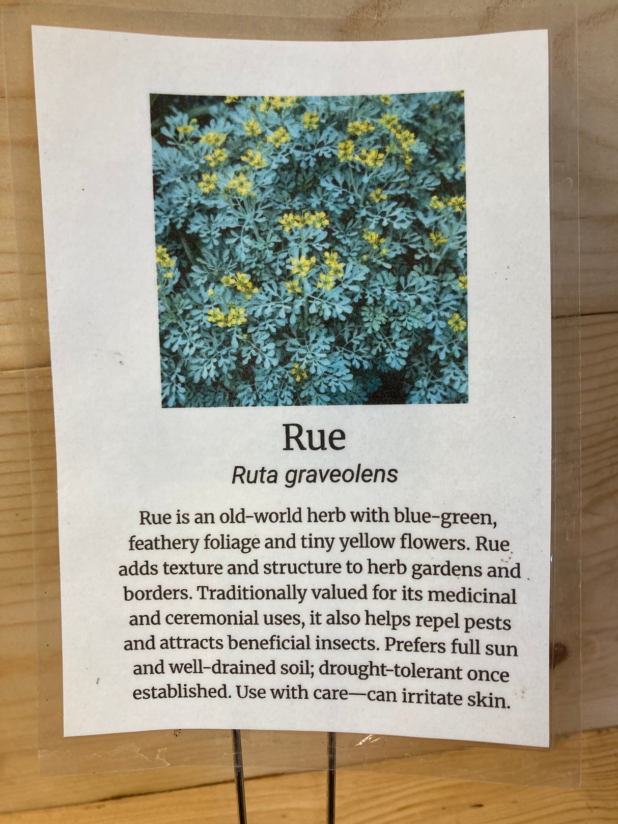 Rue