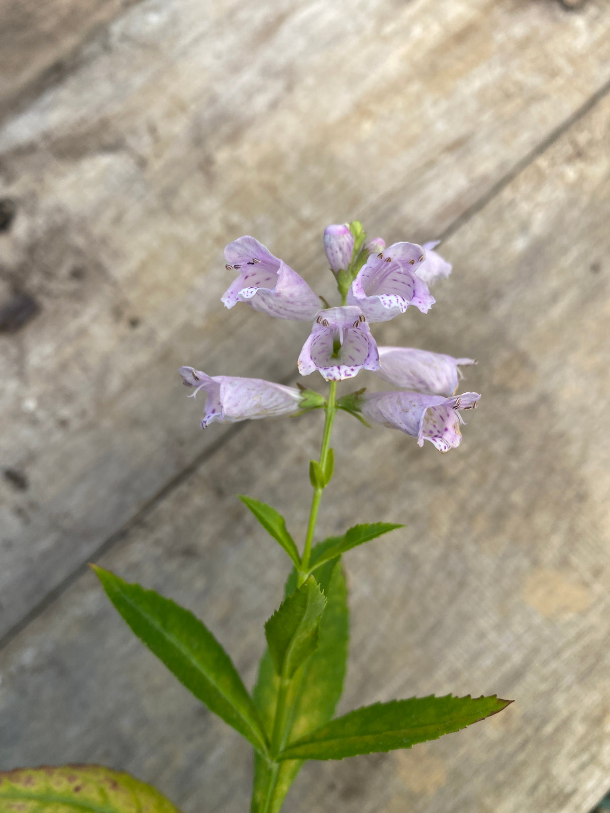 Obedient Plant