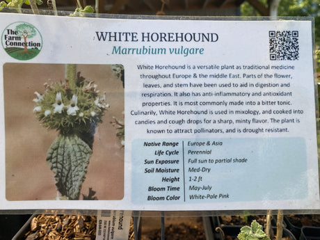 Horehound, White