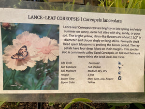 Lance-leaf Coreopsis