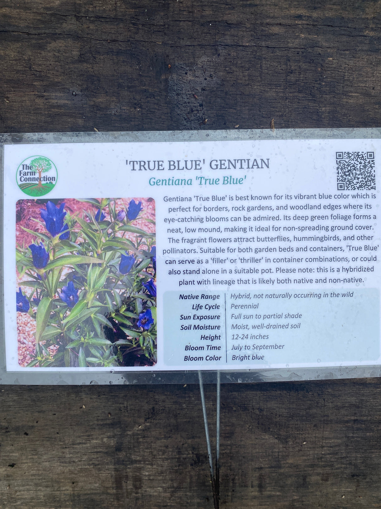 'True Blue' Gentian